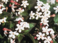 # 2150 Abelia Monia Abelia Monia