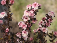# 2156 Amerikansk blærespirea Tiny Wine Amerikansk blærespirea Tiny Wine