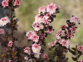 # 2156 Amerikansk blærespirea Tiny Wine Amerikansk blærespirea Tiny Wine