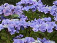# 2054 Blaumeise Hydrangea Blaumeise