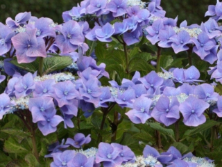 # 2054 Blaumeise Hydrangea Blaumeise