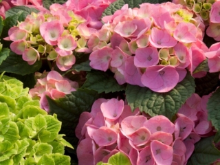 # 2074 Bloomstar Hårdfør Havehortensia Bloomstar Hårdfør Havehortensia