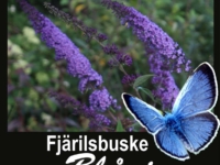 # 2167 Buddleja Blåvinge Buddleja Blåvinge