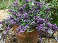 # 2176 Buddleja Unique Buddleja Unique