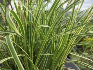 # 1826 CAREX morrowii VANILLA ICE CAREX morrowii VANILLA ICE