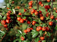 # 2473 COTONEASTER CORAL BEAUTY COTONEASTER CORAL BEAUTY
