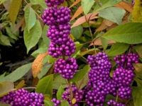 # 2178 Callicarpa Imperial Pearl Callicarpa Imperial Pearl