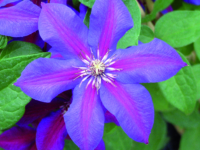 # 2353 Clematis Mrs N Thompson Clematis Mrs N Thompson