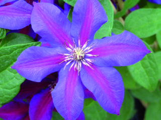 # 2353 Clematis Mrs N Thompson Clematis Mrs N Thompson