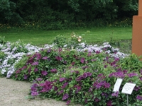 # 2358 Clematis Collection Clematis Collection