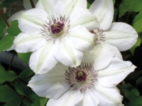 # 2356 Clematis Miss Bateman Clematis Miss Bateman