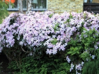 # 2359 Clematis montana Rubens Clematis montana Rubens
