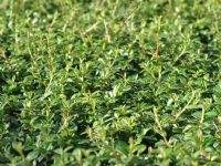 # 1956 Cotoneaster Coral beauty Cotoneaster Coral beauty