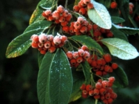 # 2452 Cotoneaster Brændkjær Cotoneaster Brændkjær
