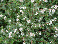 # 1960 Cotoneaster Dammeri Queen Cotoneaster Dammeri Queen
