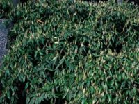 # 2450 Cotoneaster Flocosus Cotoneaster Flocosus