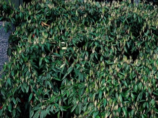 # 2450 Cotoneaster Flocosus Cotoneaster Flocosus