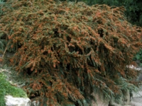 # 2451 Cotoneaster Horzontalis Cotoneaster Horzontalis