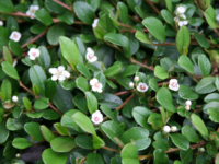 # 1963 Cotoneaster Rami Cotoneaster Rami