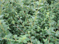 # 1973 Cotoneaster Skogholm Cotoneaster Skogholm