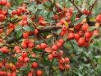 # 1960 Cotoneaster dammeri Queen Cotoneaster dammeri queen
