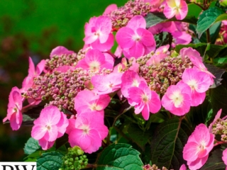 # 2080 Cotton Candy Hårdfør havehortensia Cotton Candy Hårdfør havehortensia