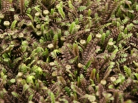 # 1974 Cotula Platts Black Cotula Platts Black