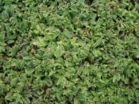 # 1976 Cotula Potentillina Cotula Potentillina