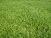 # 1977 Cotula Squalida Cotula Squalida