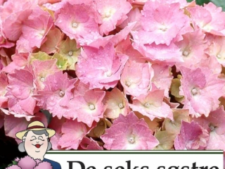 # 2052 Dorthea Hydrangea Dorthea