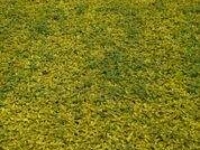 # 1961 Euony emer` n gold Euony emer` n gold