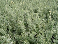 # 1979 Euonymus Emerald Gaity Euonymus Emerald Gaity