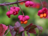 # 2290 Euonymus Red Cascade Euonymus Red Cascade
