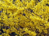 # 2192 Forsythia Freja Forsythia Freja