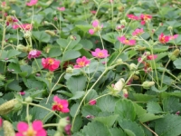 # 1981 Fragaria Deep Rose Fragaria Deep Rose