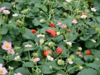 # 1982 Fragaria Pink Fragaria Pink