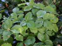 # 1984 Fragaria Rügen Fragaria Rügen