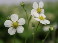 # 1985 Fragaria Vesca Småland Fragaria Vesca Småland