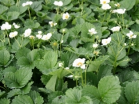 # 1983 Fragaria White Fragaria White
