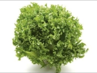 # 1705 Grøn krølsalat Grøn krølsalat