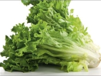 # 1706 Grøn pluksalat Grøn pluksalat