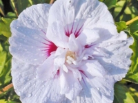 # 2198 Havehibiscus China Chiffon Havehibiscus China Chiffon