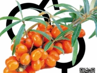 # 932 Havtorn han og hun plante Havtorn han og hun plante