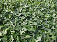 # 1987 Hedera Hesma Hedera hesma