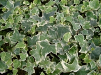 # 1989 Hedera Koldinghus Hedera Koldinghus