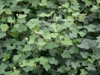 # 1990 Hedera Hardy Cove Hedera Hardy Cove