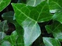 # 1964 Hedera hesma Hedera hesma