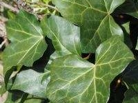 # 1955 Hedera Hestor Hedera Hestor