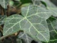 # 1965 Hedera hevil Hedera hevil