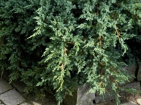 # 2452 Juniperus Blue carpet Juniperus Blue carpet